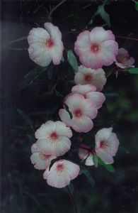 Leatherwood